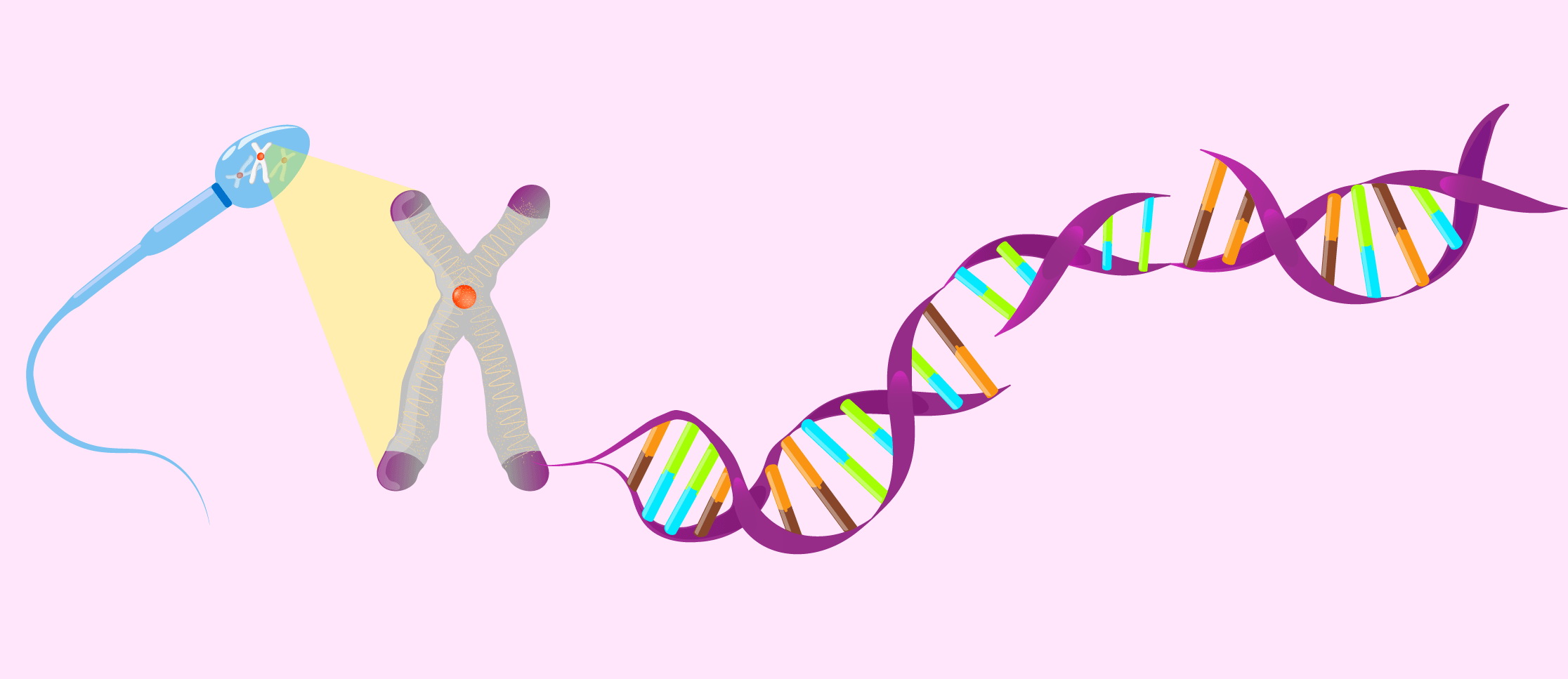 Фрагментация ДНК сперматозоидов